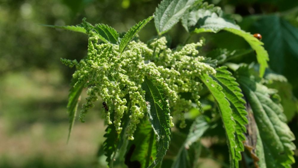 fra naturen