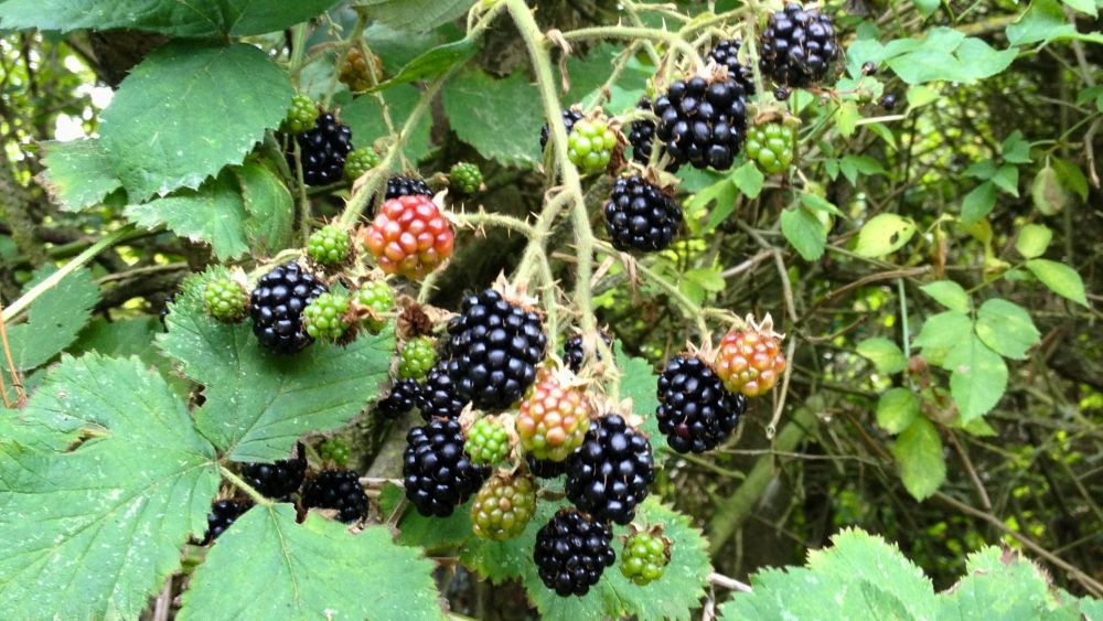 fra naturen